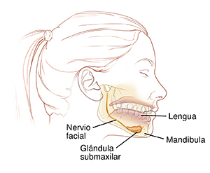 Vista lateral de la cabeza donde se observa la glándula submaxilar y el nervio facial.