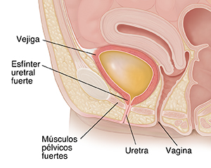 Primer plano de un corte transversal de la pelvis femenina donde se muestra la vejiga llena de orina.