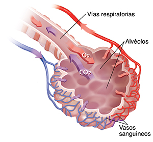 Un bronquiolo y un alvéolo con suministro de sangre donde se observa el intercambio de oxígeno y dióxido de carbono.