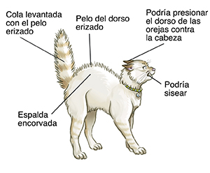 Gato que muestra signos de agresión.