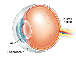 Vista de tres cuartos del corte transversal de un ojo.