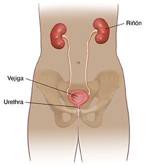 Vista frontal del contorno femenino que muestra la pelvis y las vías urinarias.