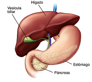 Vista frontal del hígado, la vesícula, el estómago y el páncreas.